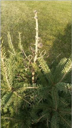 Pine Weevil 2