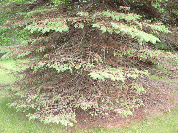 Rhizosphaera Needle Cast 2