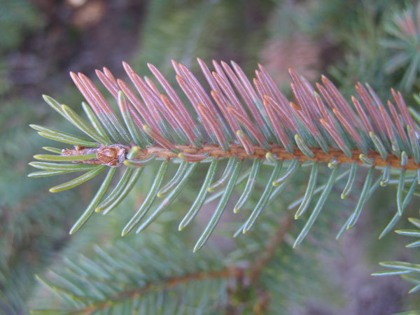Rhizosphaera Needle Cast
