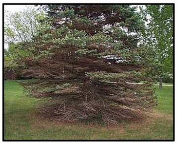 Colorado Spruce with Needle Cast Damage