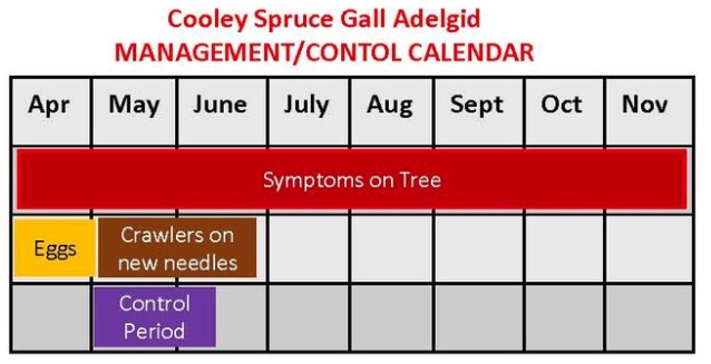 Cooley Spruce Gall Adelgid Control Calendar