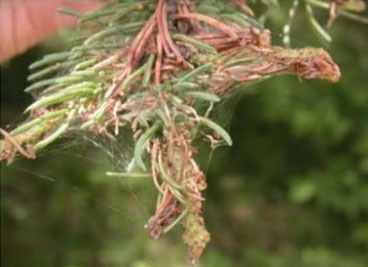 Feeding Budworm and Damage Feeding Budworm and Damage