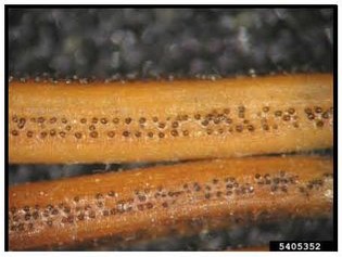 Needle infected with Rhizosphaera