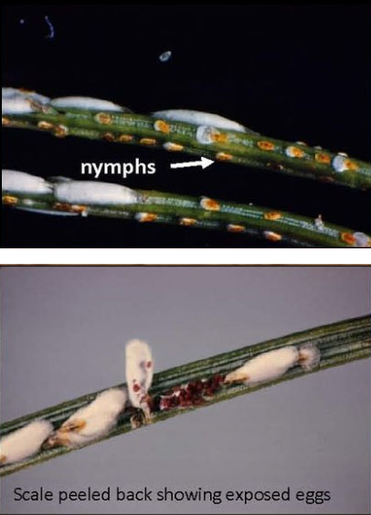 Nymphs and Eggs
