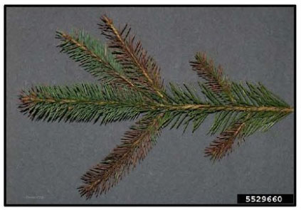 Rhizosphaera Needle Cast