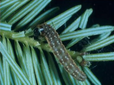 Spruce Budworm Larvae Spruce Budworm Larvae