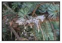 Spruce Canker 1