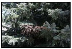 Spruce Canker 2