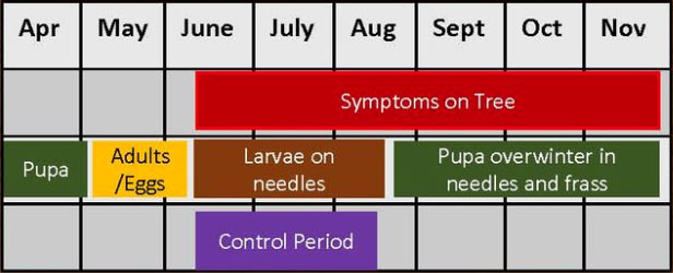 Spruce Needle Miner Management Control Calendar Spruce Needle Miner Management Control Calendar