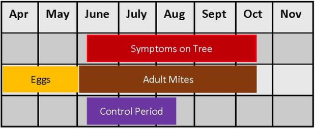 Spruce-Spider-Mite-Management-Control-Calendar