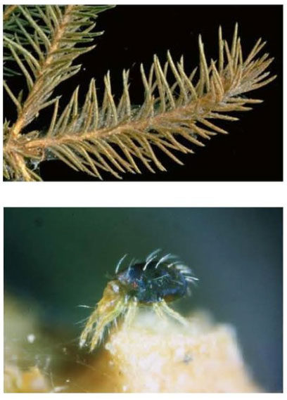 Spruce Spider Mite Signs Spruce Spider Mite Signs