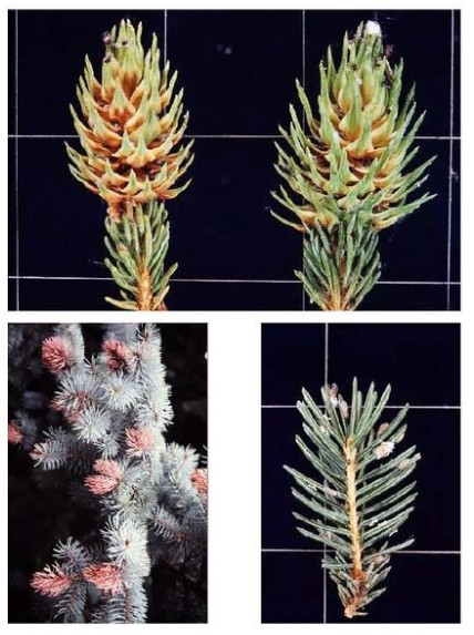 Spruce Tree Infestation