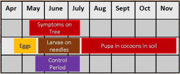 Yellowheaded-Spruce-Sawfly-Management-Control-Calendar